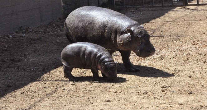 Türkiye’nin tek yavru cüce su aygırı Mela ilk kez ziyaretçileriyle buluştu