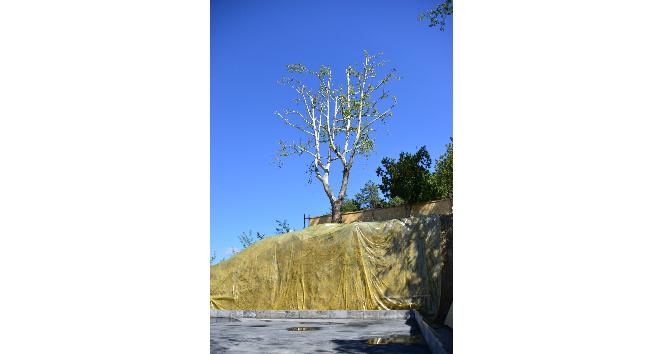 30 yıllık çınar ağacını kesmemek için proje revizyon edildi