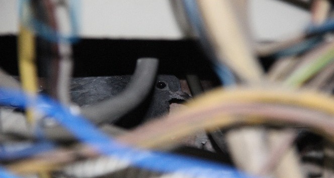 Elektrik panosuna sıkışan güvercin kurtarıldı