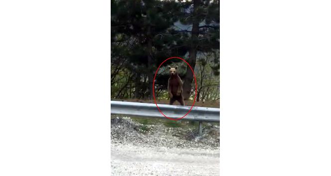 Ilgaz Dağı’nda yavru ayı vatandaş kamerasına yakalandı