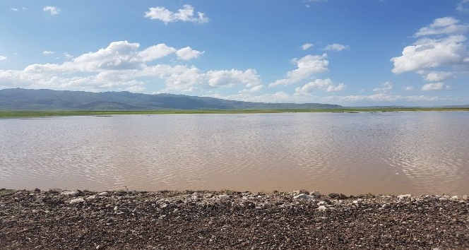 Patnos’ta yağışlar tarla ürünlerini etkiledi; üreticiler perişan