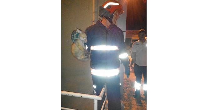 Hastanede mahsur kalan yavru tilkiyi itfaiye ekipleri kurtardı
