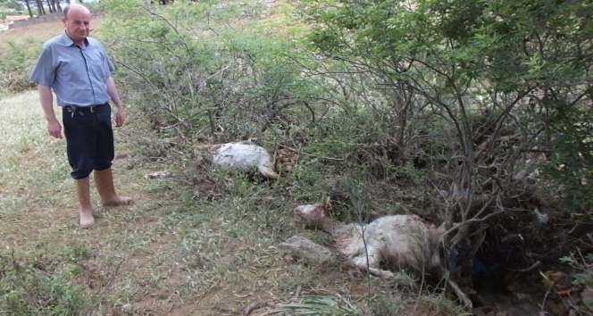 Balıkesir’de köydeki selde 50 keçi telef oldu