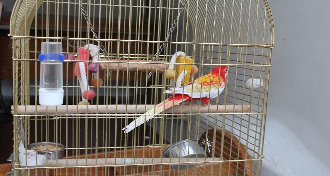Galatasaray Adası’nın papağanı &quot;Cimbom&quot; da tahliye edildi