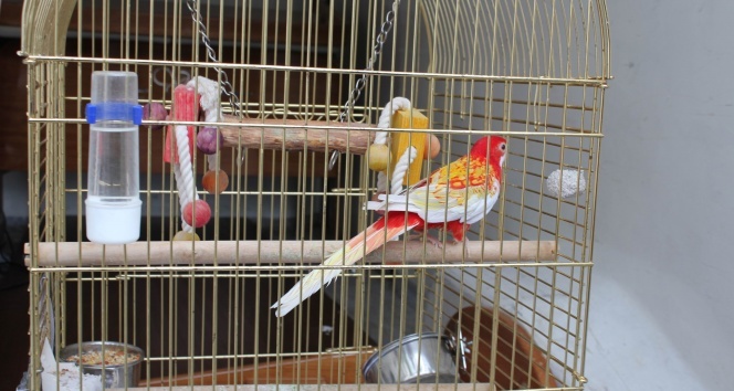 Galatasaray Adası&#039;nın papağanı &quot;Cimbom&quot; da tahliye edildi