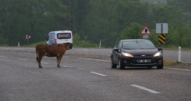 Karayolunun ortasına çıkan inekler sürücüleri korkutuyor