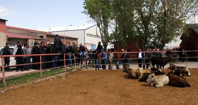 Erzurum’daki canlı hayvan pazarı kapatıldı