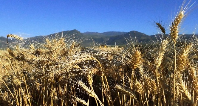 Çukurova’da çiftçi, buğday hasadından umutlu
