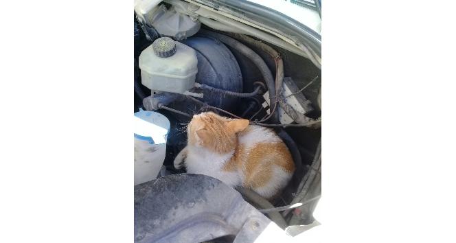 Ambulansın kaputuna giren kedi, Karaman’dan Konya’ya gidip geldi
