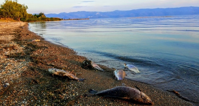 İznik Gölü&#039;ndeki balık ölümleri korkutuyor