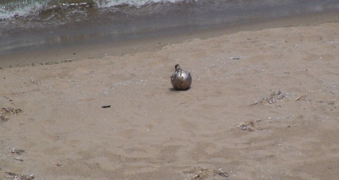 Şile sahilinde mayın paniği