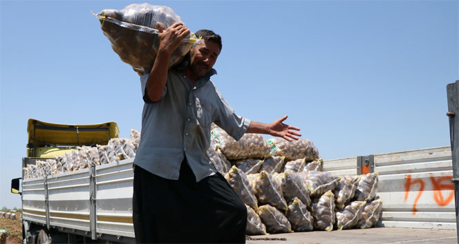Tarım işçilerinin sıcakta ekmek mücadelesi