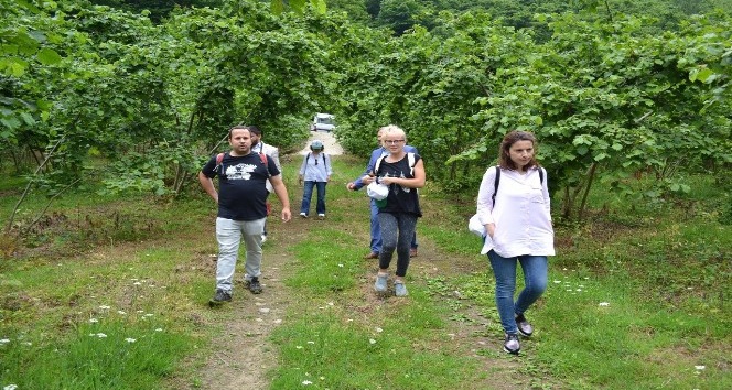 İtalyan ve İspanyol fındık üreticileri Giresun yağlı fındığını inceledi