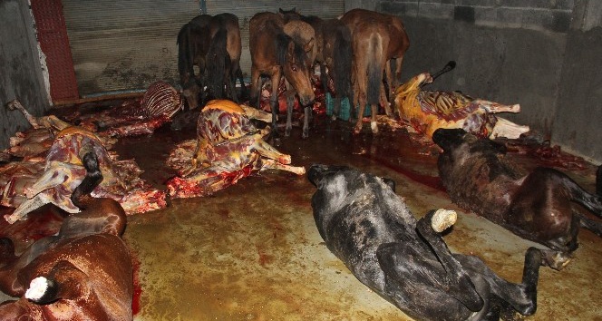 Adana’da 8’i kesilmiş, 33’ü kesime hazır at ele geçirildi