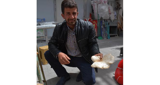 Bu mantarın fiyatı etten pahalı