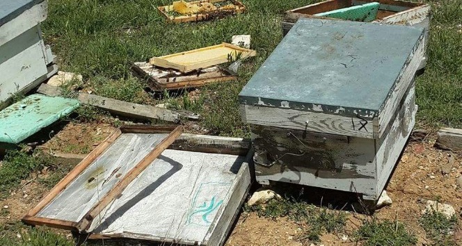 Sarıveliler’de ayı, arı kovanlarına zarar verdi