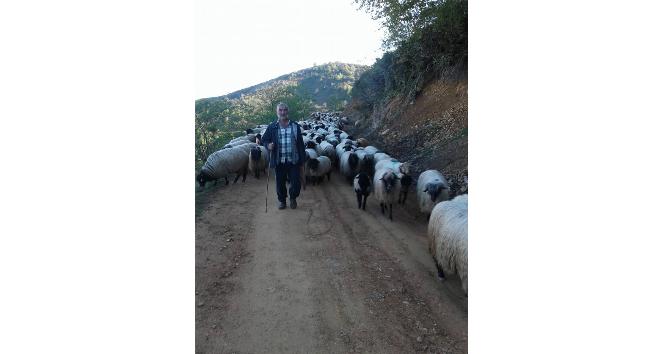 Giresunlu yaylacıların yayla sorunu