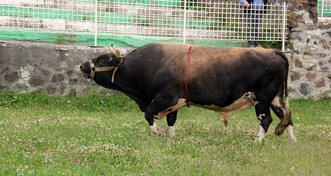 Boğalar Şampiyonlar Ligi için kampa girdi