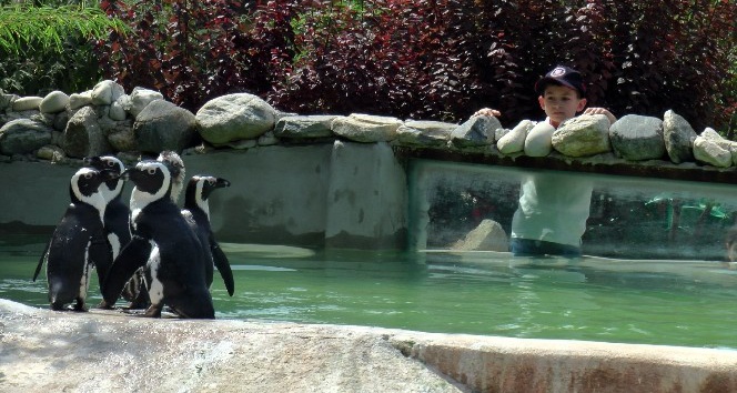 (Özel Haber) Nesli tükenmekte olan Afrika Gözlüklü Penguenleri Darıca’da korunuyor