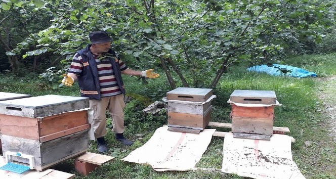 Elevli "Havalar bir açıp bir kapanınca arılar strese girdi; Tek tek ölüyorlar"