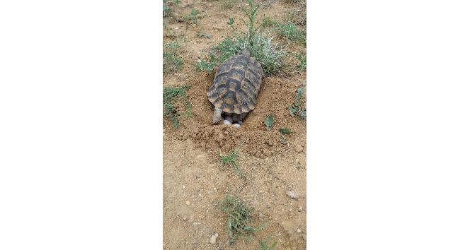 Kaplumbağalar doğaya yumurta bırakmaya başladı