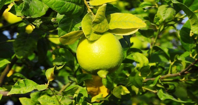 Limon yağının cilde faydaları