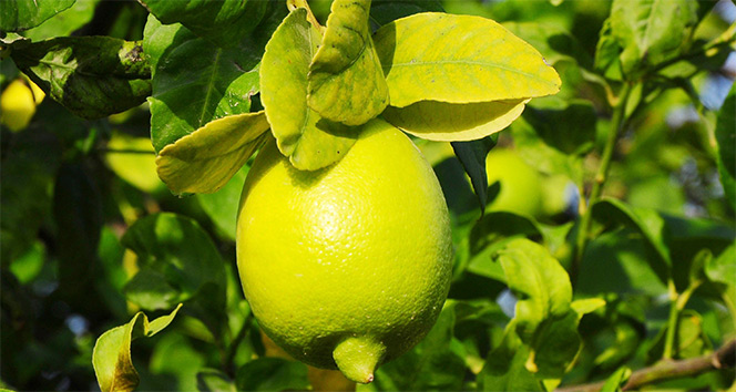 Limon yağının cilde faydaları