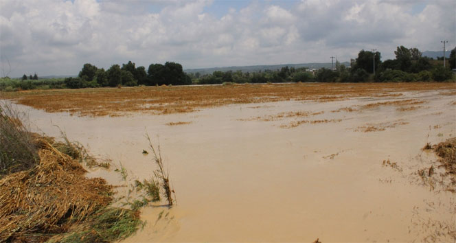 Yağış yüzlerce dönüm ekili araziye zarar verdi