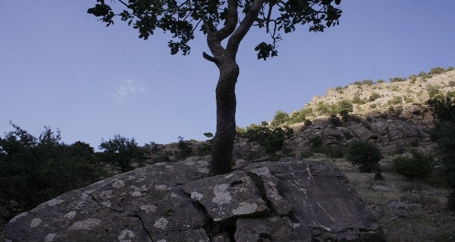 Ağaç, dev kayayı ikiye böldü