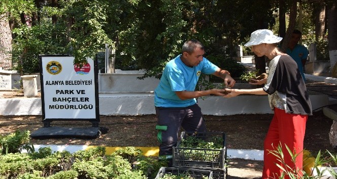 Alanya Belediyesi mezarlıklarda ücretsiz çiçek dağıtacak