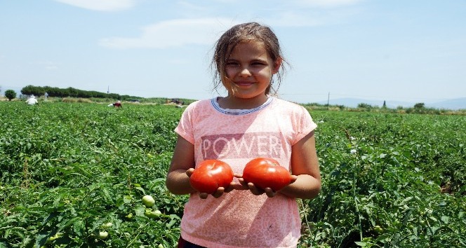 Aydın’da tarla domatesi hasadı başladı