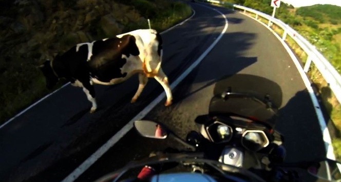 Başıboş inekler daracık yolda trafiği birbirine kattı