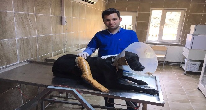 Yaralanan sokak köpeği tedavi edildi