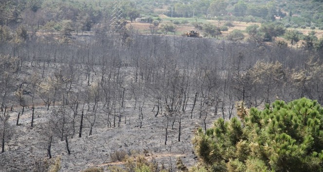 Datça’da yangının neden olduğu zarar gün ağarınca ortaya çıktı