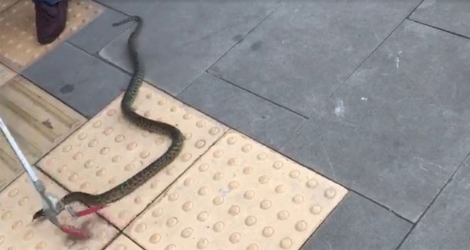 Bu yılan şehir merkezinde yakalandı