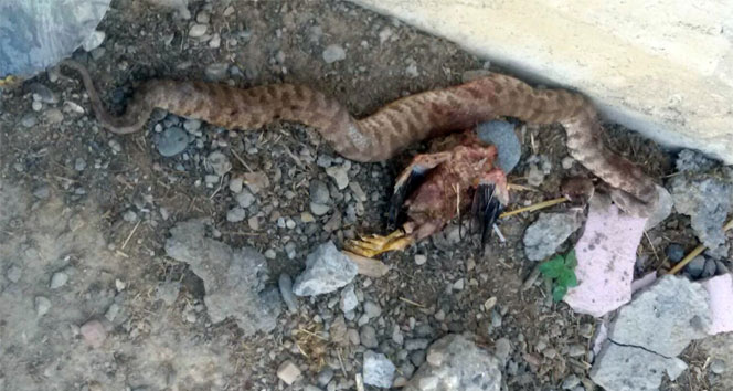 Öldürülen yılanın karnından tavuk çıktı