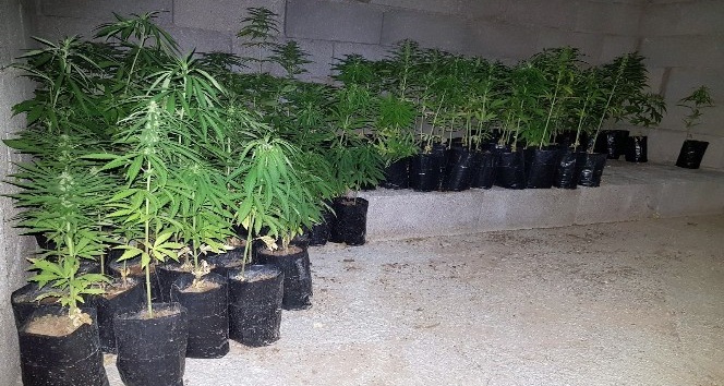 Karaman’da jandarmadan kenevir operasyonu