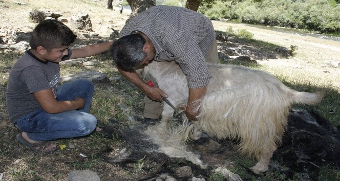 Çobanlar sıcaktan etkilenen hayvanları kırkarak suya sokuyor