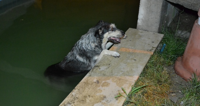 Süs havuzuna düşen köpek, itfaiye ekiplerine zor anlar yaşattı