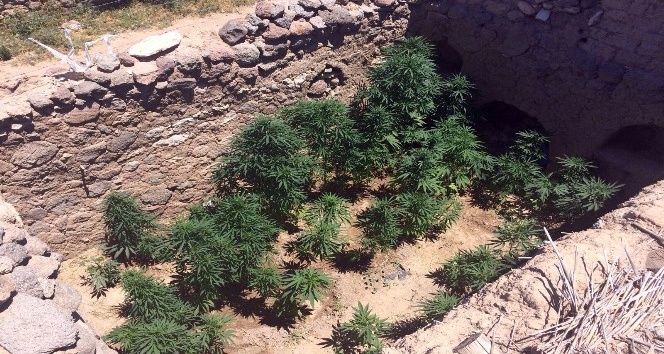 Karaman’da jandarmadan kenevir operasyonu