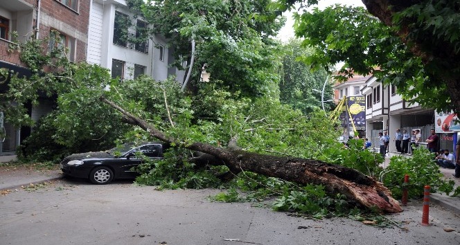 Asırlık çınar böyle devrildi