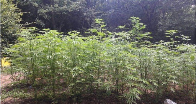 Susurluk’ta 30 kilo esrar ele geçirildi