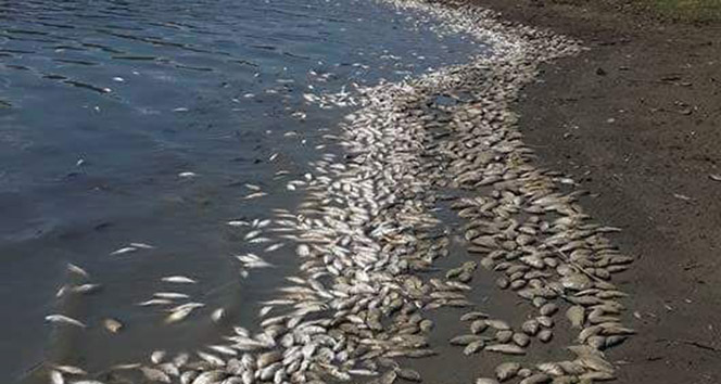 Tekirdağ&#039;da binlerce ölü balık karaya vurdu!