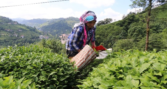 Rize’de 2017 yılı ikinci sürgün yaş çay hasadı başladı