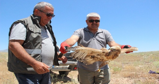 Yavru kızıl şahinler büyüyerek özgürlüğe kanat çırptı