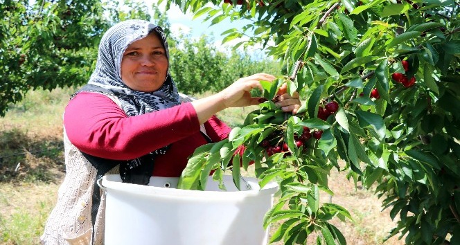 Türkiye’nin en büyük meyve bahçesinde kiraz hasadı başladı