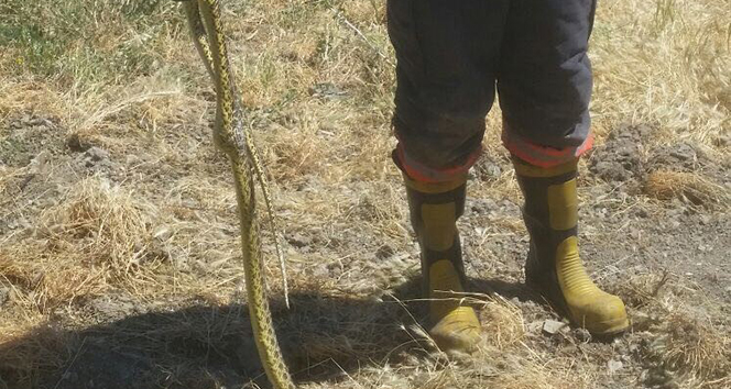 Kümese giren yılanı itfaiye ekipleri çıkararak doğal yaşamına bıraktı