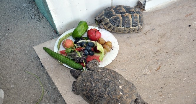 İşçiler yaralı kaplumbağayı bebek gibi besliyor