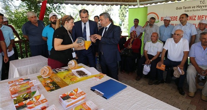 Üreticilere Akdeniz Meyve Sineğine karşı  tuzak dağıtıldı