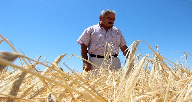 Arpa hasadı çiftçinin yüzünü güldürüyor